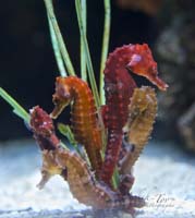 Seahorses