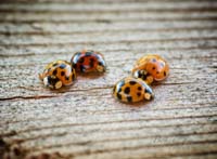 Ladybugs